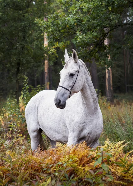 Grijze paard staande in het forest op het groene gras vlakbij de bomen — Stockfoto