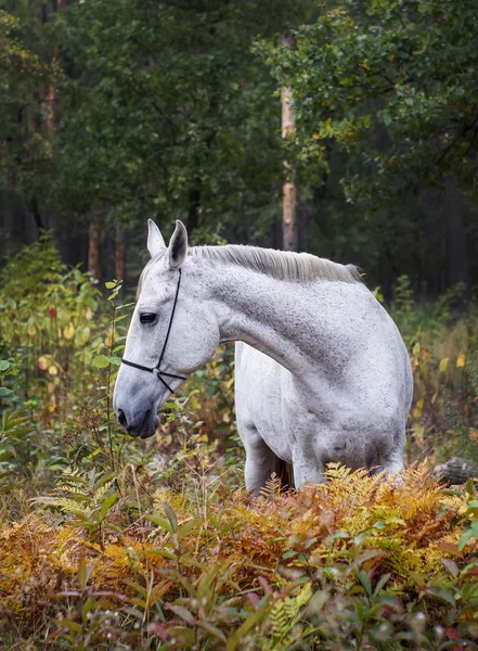 Cavalo cinza de pé na floresta na grama verde perto das árvores — Fotografia de Stock