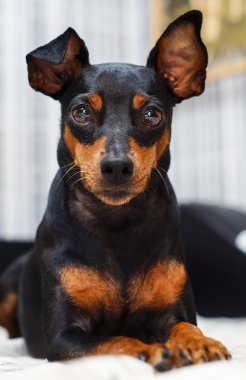 siyah ve kahverengi küçük köpek büyük kulakları ile yatakta yatıyordu