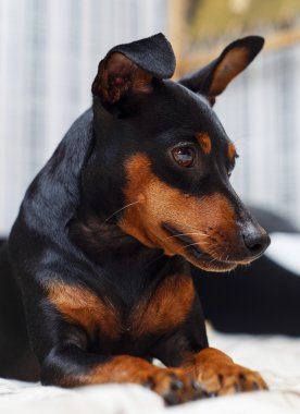 siyah ve kahverengi küçük köpek büyük kulakları ile yatakta yatıyordu