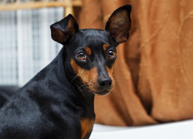 siyah ve kahverengi küçük köpek büyük kulakları ile yatakta yatıyordu