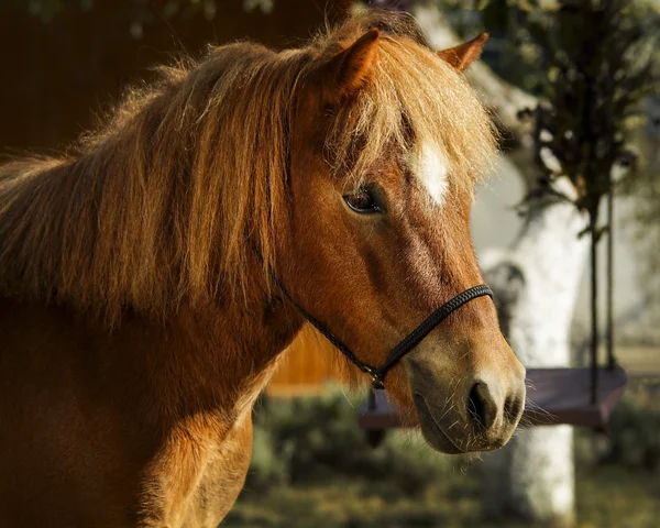 Cavalo castanho com uma chama branca na cabeça — Fotografia de Stock