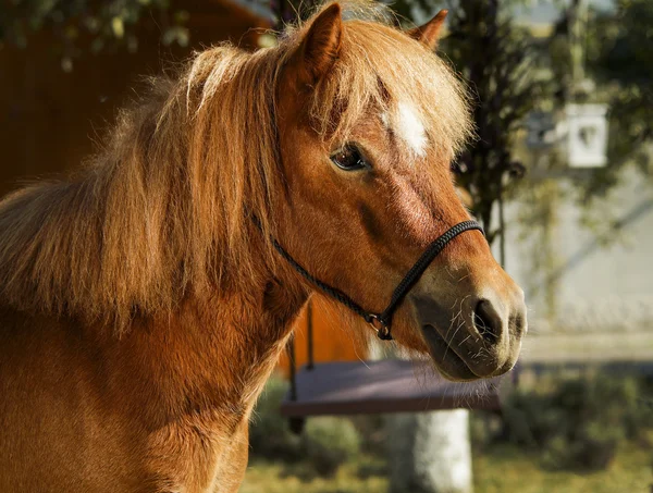 Cavalo castanho com uma chama branca na cabeça — Fotografia de Stock