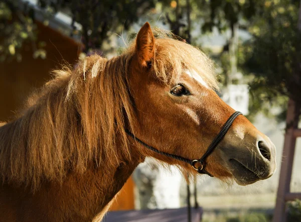 Kastanje paard met een witte gloed op het hoofd — Stockfoto