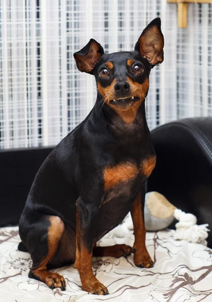 Siyah ve kahverengi küçük köpek büyük kulakları ile yatakta yatıyordu — Stok fotoğraf