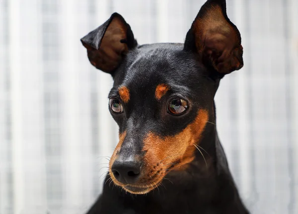 Noir et brun petit chien avec de grandes oreilles est couché sur le lit — Photo