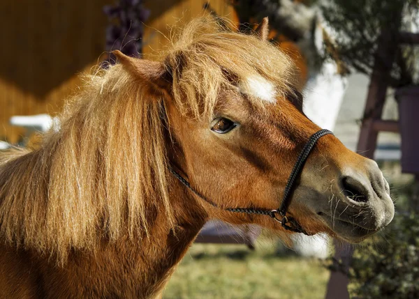 Cavalo castanho com uma chama branca na cabeça — Fotografia de Stock