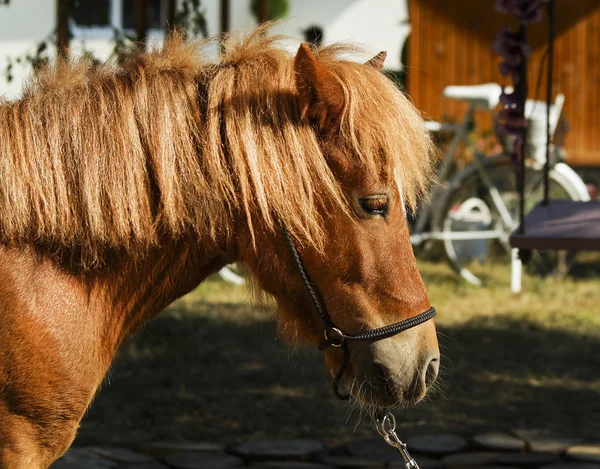 baş beyaz bir yangın ile kestane at