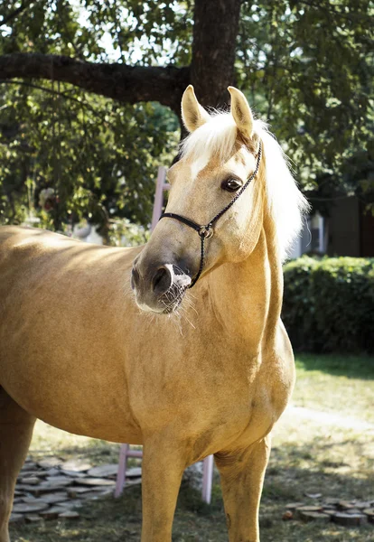 Palomino paard met een witte manen staat op een achtergrond van groene bladeren — Stockfoto