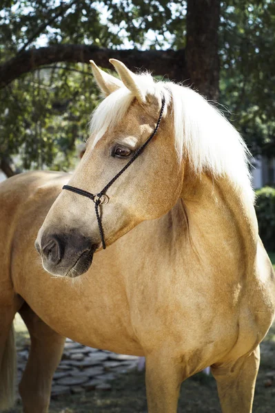 Cavalo palomino com uma crina branca fica em um fundo de folhas verdes — Fotografia de Stock