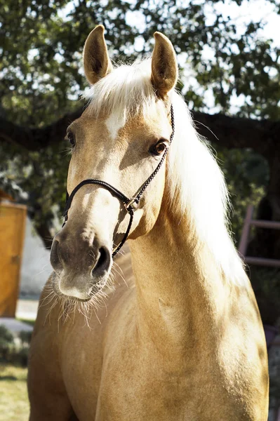 Cavalo palomino com uma crina branca fica em um fundo de folhas verdes — Fotografia de Stock