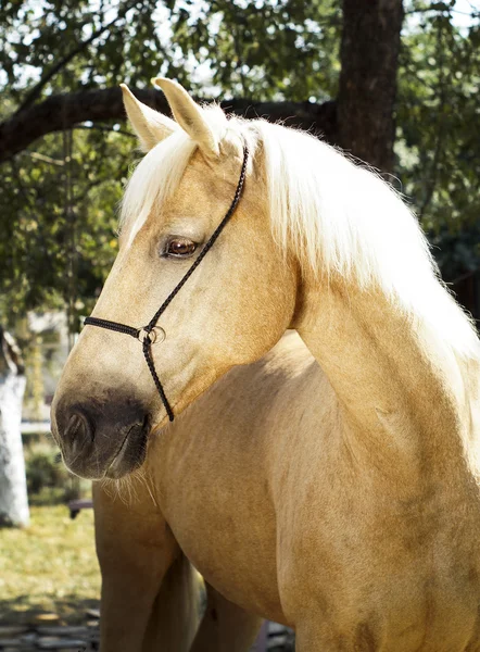 Palomino kůň s bílou hřívou stojí na pozadí zelených listů — Stock fotografie