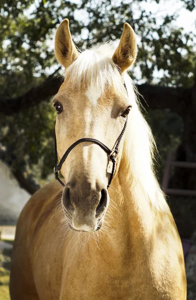 Palomino horse with a white mane stands on a background of green leaves Royalty Free Stock Photos