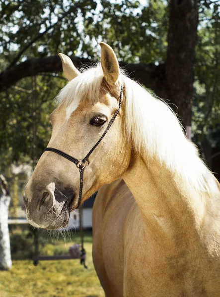 Palomino horse with a white mane stands on a background of green leaves Royalty Free Stock Images