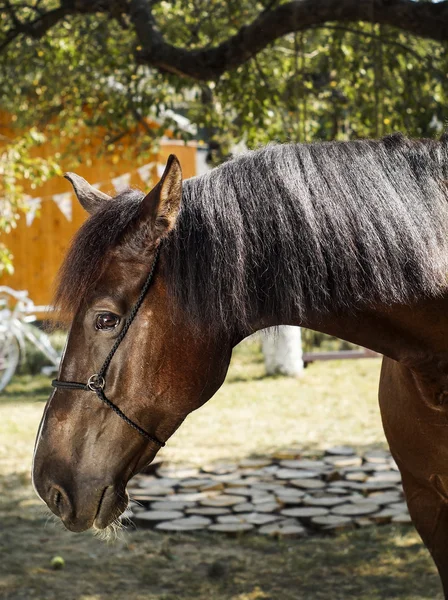 Cavalo marrom com uma crina marrom fica em um fundo de folhas verdes — Fotografia de Stock