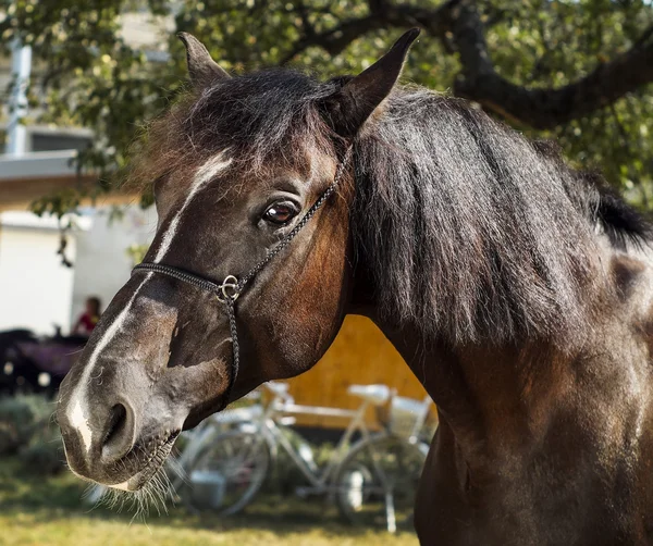 Cavalo marrom com uma crina marrom fica em um fundo de folhas verdes — Fotografia de Stock