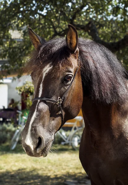 Cavalo marrom com uma crina marrom fica em um fundo de folhas verdes — Fotografia de Stock
