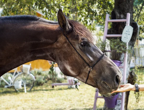 Cavalo marrom com uma crina marrom fica em um fundo de folhas verdes — Fotografia de Stock