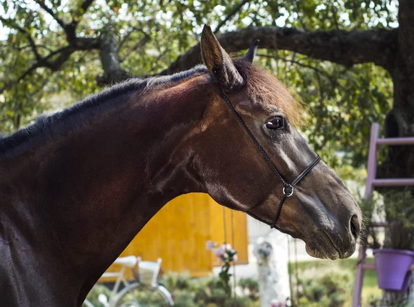 Cavallo marrone con una criniera marrone si erge su uno sfondo di foglie verdi — Foto Stock