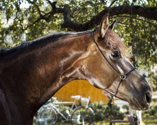 Cavalo marrom com uma crina marrom fica em um fundo de folhas verdes — Fotografia de Stock