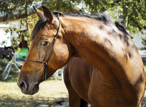 Cavalo marrom com uma crina marrom fica em um fundo de folhas verdes — Fotografia de Stock