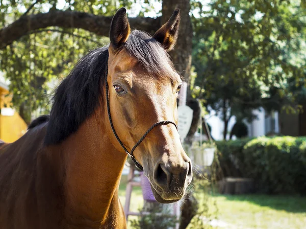 Cavallo marrone con una criniera marrone si erge su uno sfondo di foglie verdi — Foto Stock