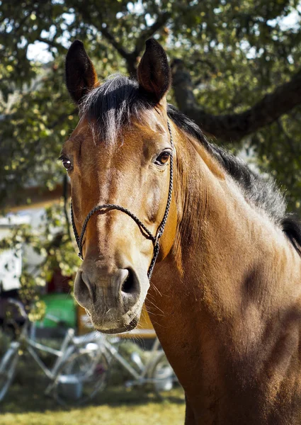 Cavalo marrom com uma crina marrom fica em um fundo de folhas verdes — Fotografia de Stock