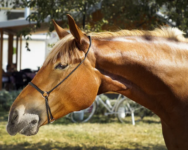 Červený kůň stojí na pozadí zelených listů — Stock fotografie