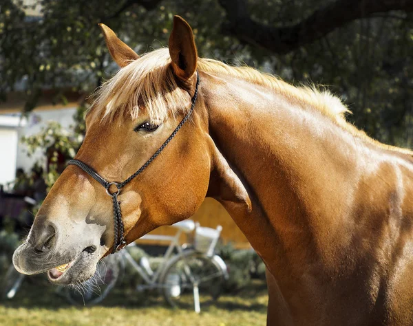 Cavalo vermelho está em um fundo de folhas verdes — Fotografia de Stock