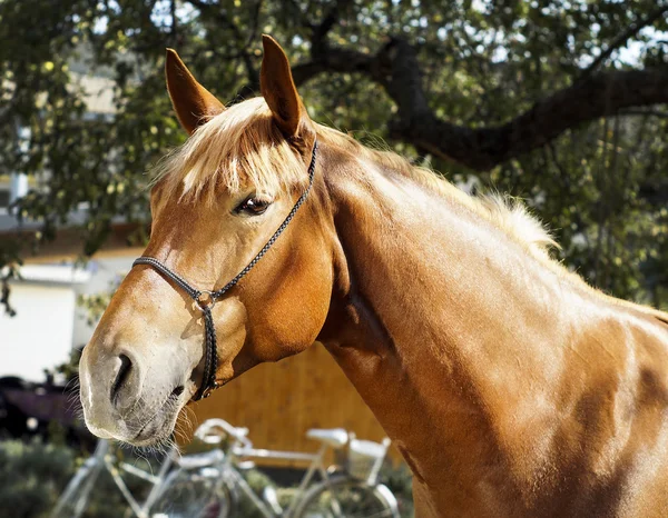 Červený kůň stojí na pozadí zelených listů — Stock fotografie