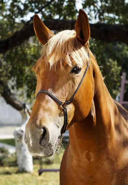 Rode paard staat op een achtergrond van groene bladeren — Stockfoto