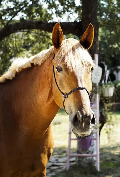 Cavalo vermelho está em um fundo de folhas verdes — Fotografia de Stock