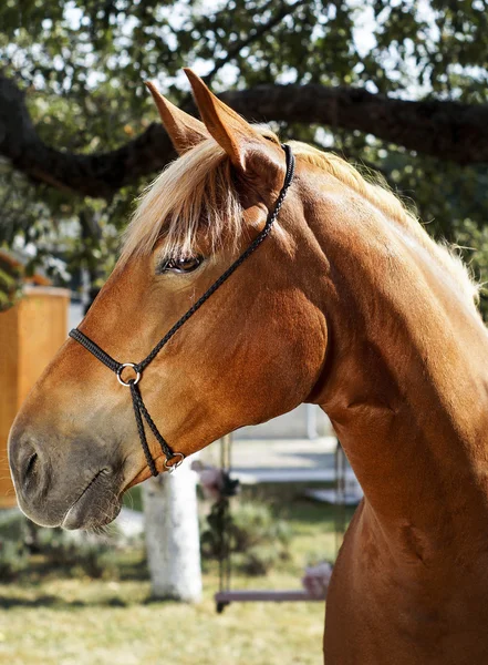 yeşil yaprakları bir arka plan üzerinde kırmızı at standları