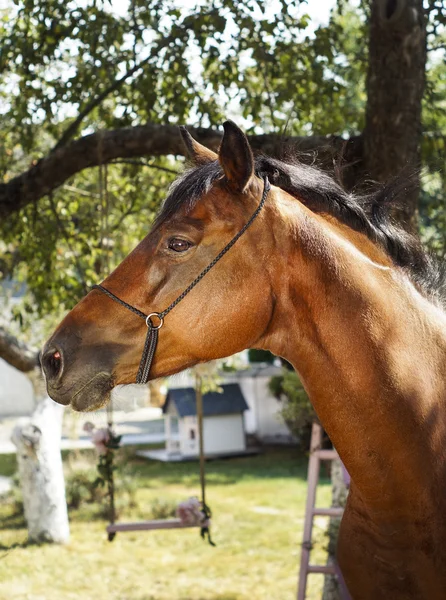 Cavalo vermelho está em um fundo de folhas verdes — Fotografia de Stock