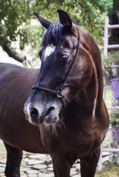 Cavalo marrom fica em um fundo de folhas verdes — Fotografia de Stock