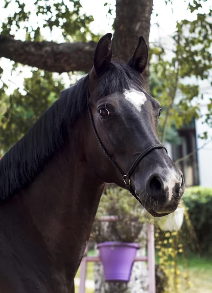 Cavalo marrom fica em um fundo de folhas verdes — Fotografia de Stock