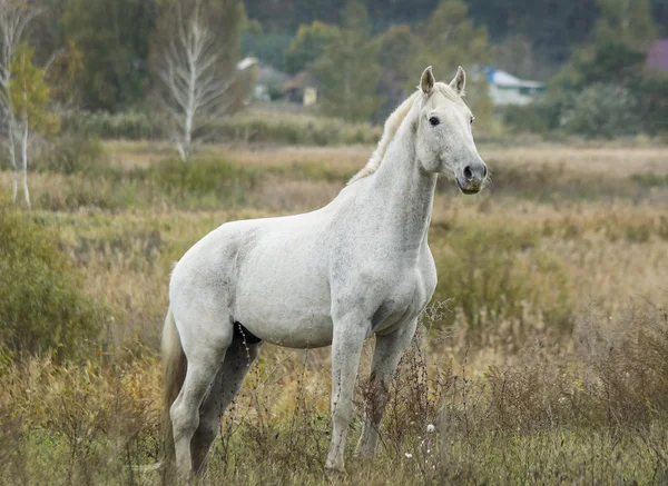 Cavallo grigio in piedi in un campo su un'erba secca in autunno — Foto Stock