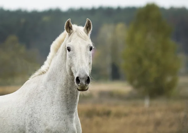 Caballo gris de pie en un campo sobre una hierba seca en el otoño — Foto de Stock