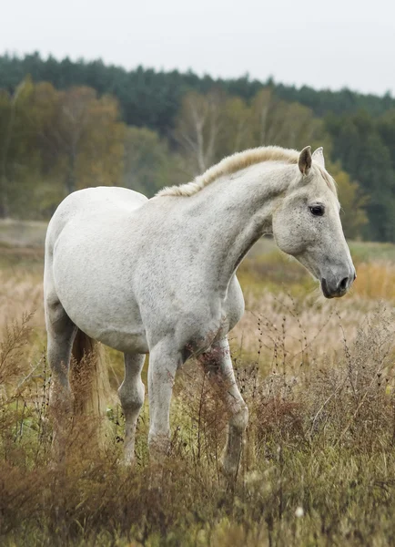 秋の乾いた草のフィールドの灰色の馬の立っています。 — ストック写真