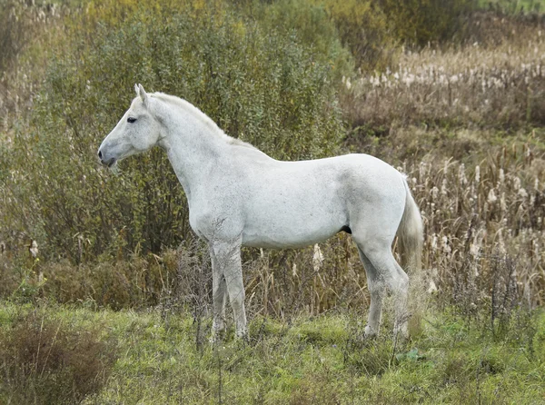 Caballo gris de pie en un campo sobre una hierba seca en el otoño — Foto de Stock