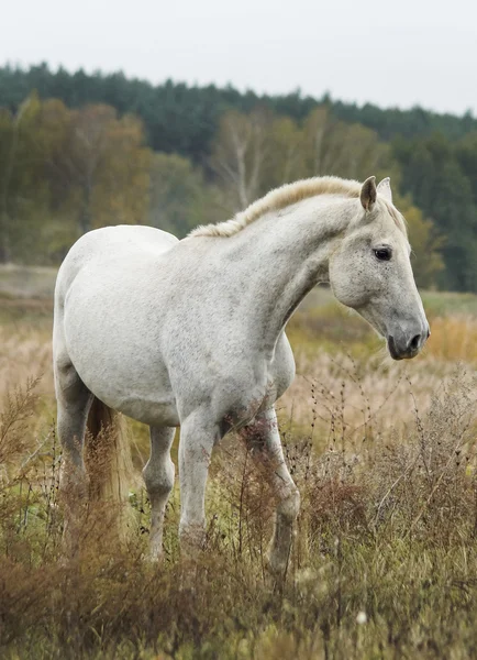 Серая лошадь, стоящая в поле на сухой траве осенью Лицензионные Стоковые Фото