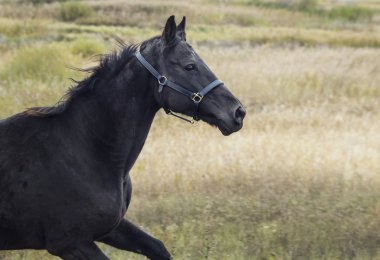 bir kuru ot alanda siyah at ayakta Güz