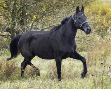 bir kuru ot alanda siyah at ayakta Güz