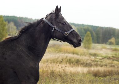 bir kuru ot alanda siyah at ayakta Güz