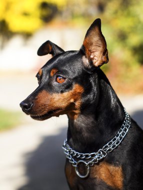 küçük siyah kahverengi köpek onun boynuna zinciri ile bulanık bir arka plan üzerinde Sonbahar geldi.