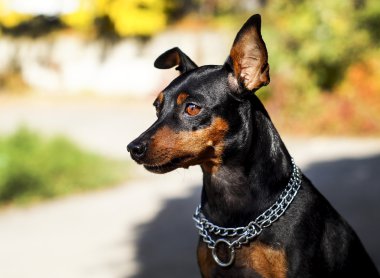 küçük siyah kahverengi köpek onun boynuna zinciri ile bulanık bir arka plan üzerinde Sonbahar geldi.