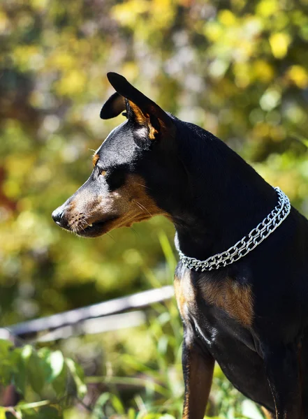 Pequeño perro negro marrón con cadena alrededor de su cuello está sobre un fondo borroso en otoño —  Fotos de Stock