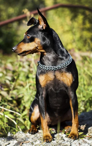 Pequeño perro negro marrón con cadena alrededor de su cuello está sobre un fondo borroso en otoño —  Fotos de Stock