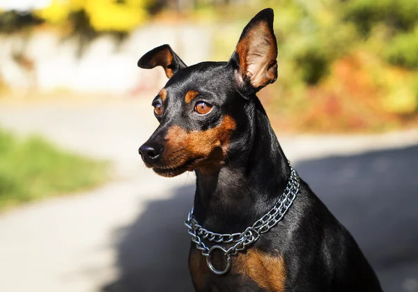 Pequeño perro negro marrón con cadena alrededor de su cuello está sobre un fondo borroso en otoño —  Fotos de Stock