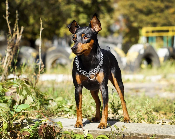 küçük siyah kahverengi köpek onun boynuna zinciri ile bulanık bir arka plan üzerinde Sonbahar geldi.